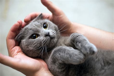 Picture Cats Cute Grey Paws Hands Animals