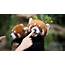 You Can Help A Couple Of Adorable Red Pandas Threatened By Food 