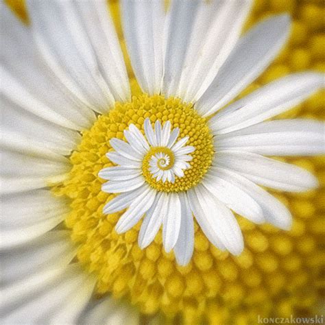15 Pretty Daisy Flower Animated S Best Animations