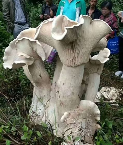 Chinese Farmer Discovers The King Of All Mushrooms