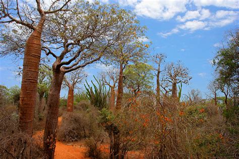 Madagascar Spiny Forest Photos Futura