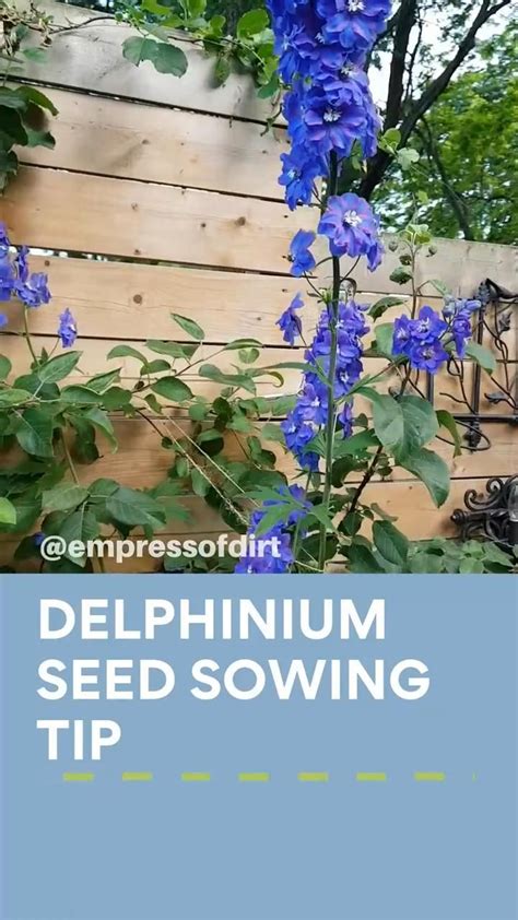 The Complete Guide To Growing Delphiniums In Your Garden Planting