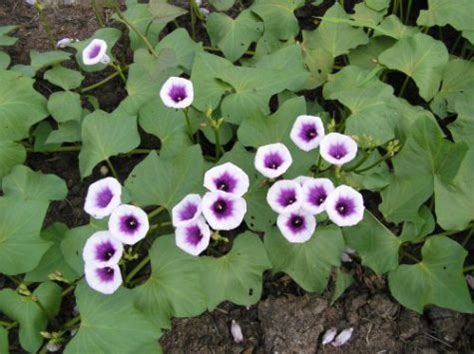 Sweet potatoes are very nutritious. Summer crops for coastal South Florida, Zone 9B / 10A ...