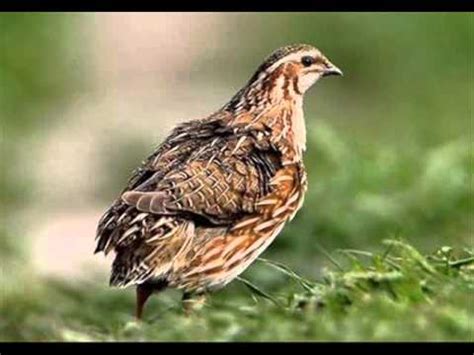 We did not find results for: Suara Burung Puyuh Hutan (denak) MP3 - YouTube