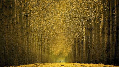 Beautiful Autumn Trees 1920 X 1080 Hdtv 1080p Wallpaper