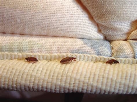 Do You Know How Can You Find Bed Bugs In Your Home Sweet House