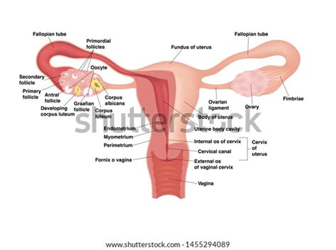 Schematic Drawing Showing Internal Organs Female Stock Vector Royalty