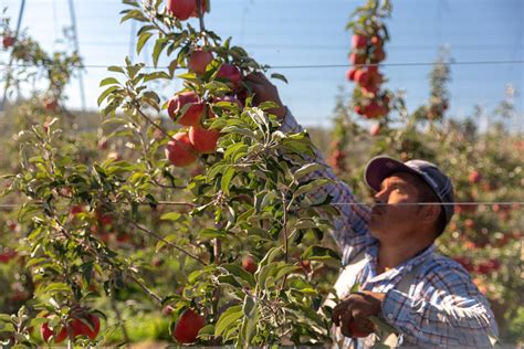 Washington State Apples Borton Fruit