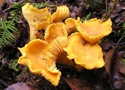 Quiz Identifying Poisonous Mushrooms Recoil Offgrid