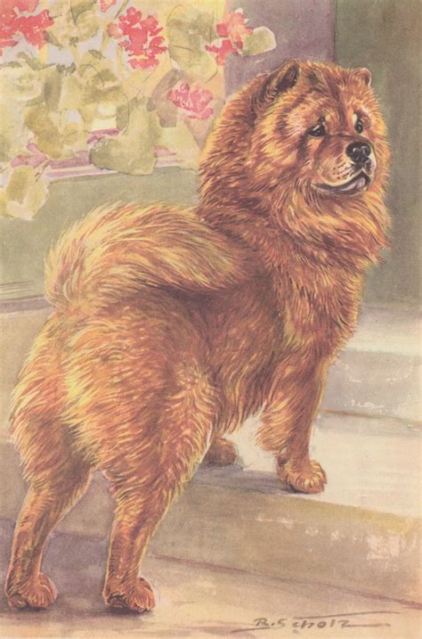 Vintage Chow Chow Dog Color Dog Art Print 1960 By R Scholz Big Dog