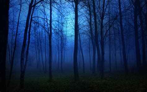 Fondos De Pantalla Noche Bosque Arboles Niebla 2560x1600 Hd Imagen