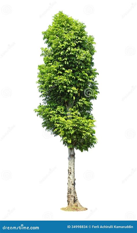 Beautifull Green Tree On A White Background In High Definition Stock