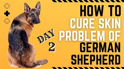Day 2 How To Cure Skin Problems Of German Shepherd 3 Years Old