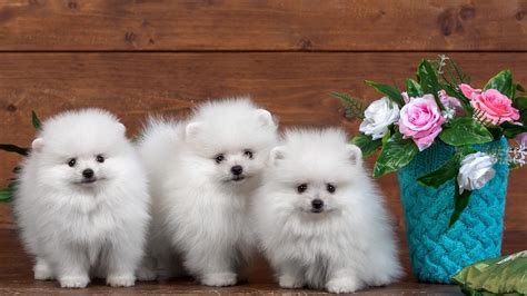 Teacup dogs are extremely popular pets because these micro dogs look like puppies forever. Cost Of Teacup Pomeranian Puppy In India