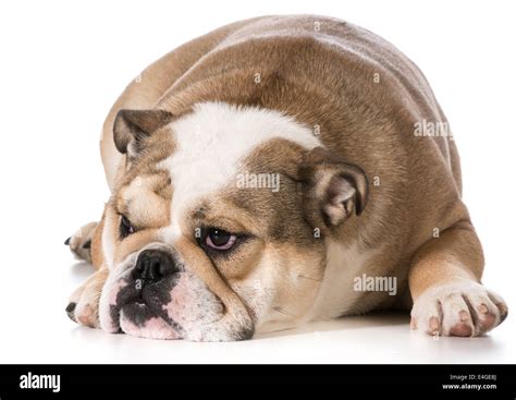 English Bulldog Laying Down Resting 8 Months Old Stock Photo Alamy