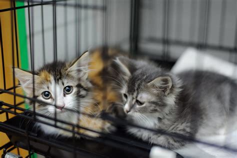 There are so many animal welfare organizations that could use your loving support. Man Reunites With Lost Cat While Shopping For Replacement ...