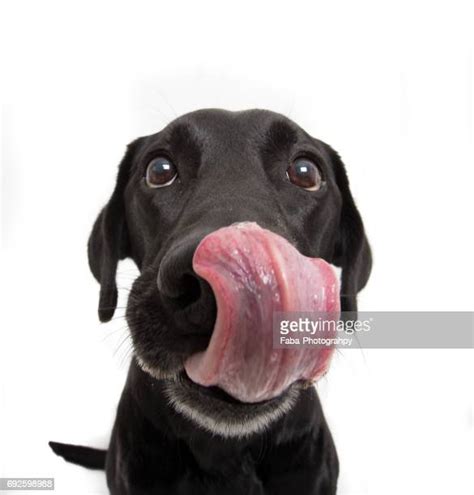 Tongue Licking Photos And Premium High Res Pictures Getty Images