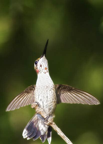 Hummingbird On Alert Margie K Carroll Photography