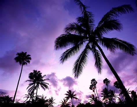 Pin By Fluffy Pinkcloud On The Color Purple Purple Sunset Palm Tree