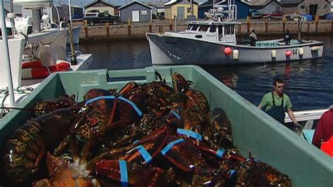 Poor Weather Delays Lobster Season Kick Off New Brunswick Cbc News
