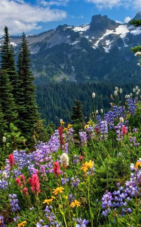 Pin By Arturo Claveloup On Mountain Wildflowers Beautiful Photos Of