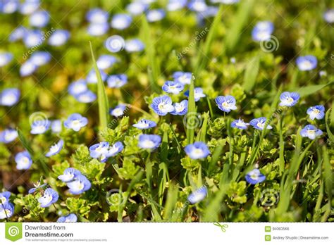Little Blue Flowers In The Nature Stock Photo Image Of Botany Field