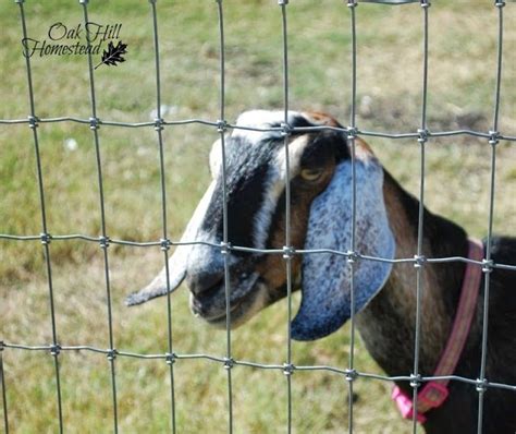 The Best Fencing For Goats Oak Hill Homestead