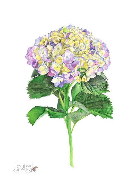 Hydrangea Print Of Watercolour Painting H By Louisedemasi