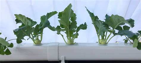 Pixelord / nftsound‏cuntas deimhnithe @pixelord 18 samh 2020. Hydroponic: 2020 - Hydroponik Selbstversorger Balkon