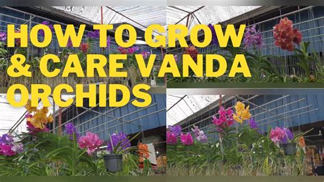 How To Grow And Care For Vanda Orchid Youtube