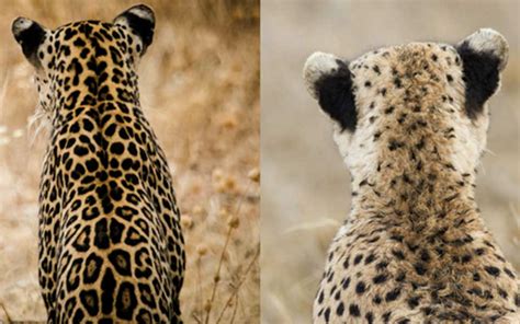 Leopard Vs Cheetah Tell The Difference Pics And Video Asilia