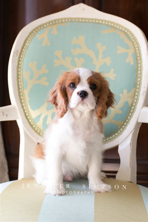 We ask you to describe what you are looking for in a dog and your expectations of your new companion. Jennifer Simpson Photography | King Charles Cavalier Puppy ...
