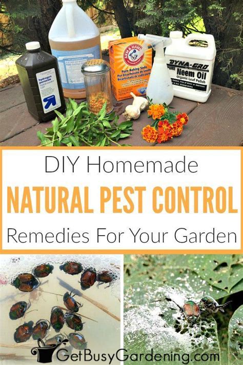 Natural Garden Pest Control Remedies And Recipes Natural Garden Pest