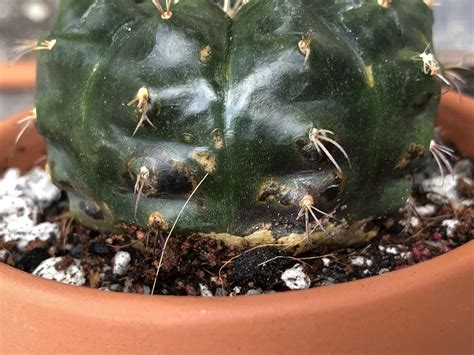 Gymnocalycium Showed These Light Speckles And Black Spots Is This