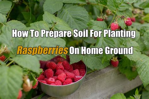 Prepare Soil For Planting Raspberries On Raised Garden Bed Vegega