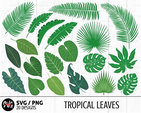 Leaves Svg Bundle Tropical Leaf Svg Monstera Svg Banana Etsy