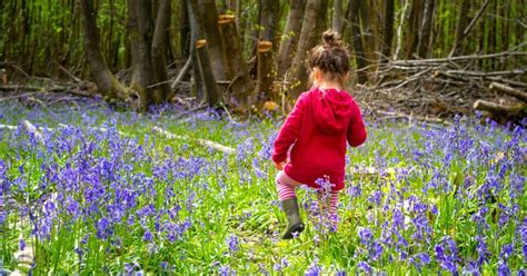 Most Beautiful Bluebells Northern Ireland Bluebell Wood Warrenpoint