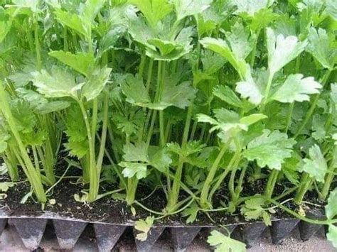 Saya ada kongsikan cara menanam pokok kesum ini iaitu dengan cara tanaman secara tips/cara mengelak pokok kesum mati. Tanam Daun Sup Cara Mudah & Murah. Ini Langkah-Langkahnya ...