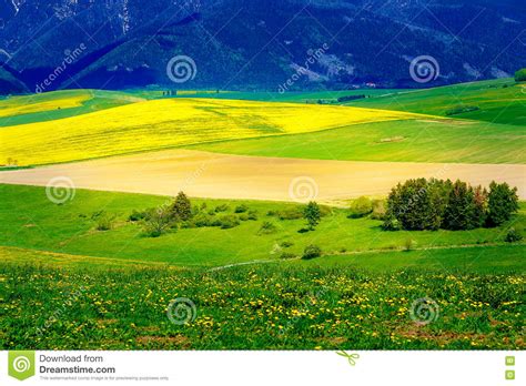 Beautiful Landscape Green And Yellow Meadow With Field And Mountain