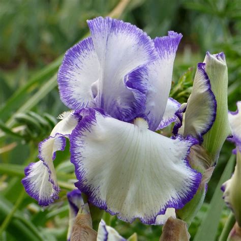 Bearded Iris Presby's Crown Jewel - 2 rhizomes - Longfield Gardens