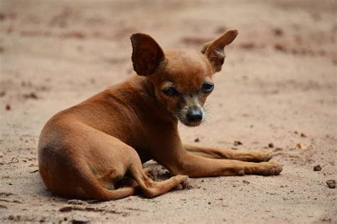 Nomes De Cachorrinho Pinscher
