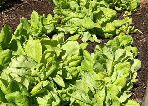 Collecting And Storing Lettuce Seeds