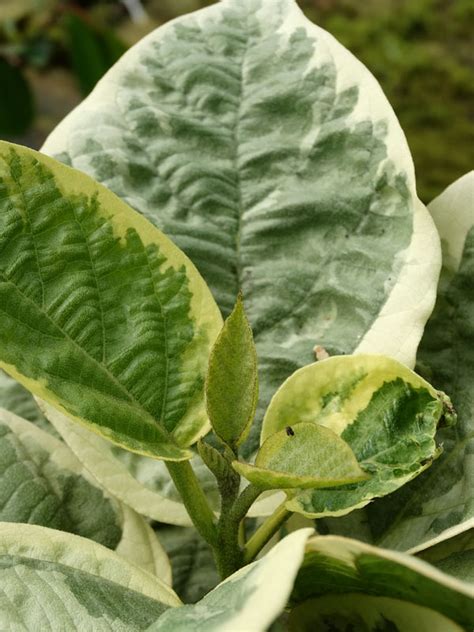 It is common in south florida. Variegated Orange Geiger Tree (sebestena cordia) - Urban ...
