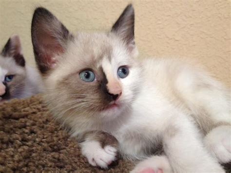 Kittens for sale by breed. SNOWSHOE KITTENS "GRUMPY CAT" for Sale in West Bend ...