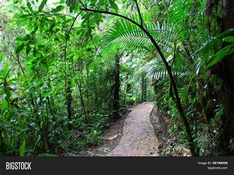 Path Rainforest Image And Photo Free Trial Bigstock