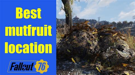 Fallout 76 Best Mutfruit Location Youtube