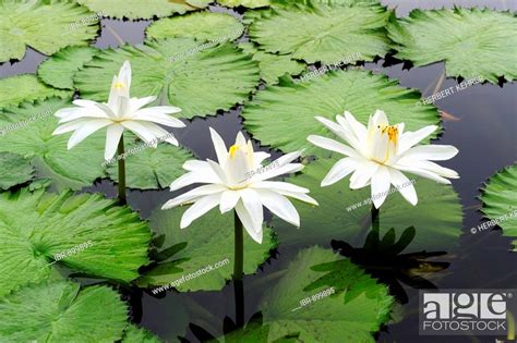 Tropical White Water Lilies Nymphaea Stock Photo Picture And Rights
