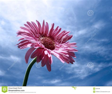 See more ideas about flower patch, single flower, flower images. SINGLE FLOWER stock photo. Image of stem, life, love ...