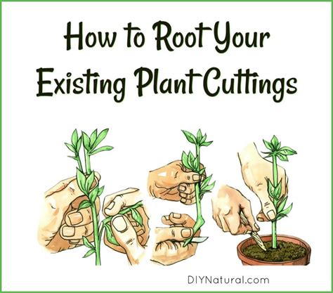 A female player was close to victory on court, while the players for the next match wanted her to close out the match so they could get on court. How to Root Plant Cuttings: My 4 Step Process for Rooting ...