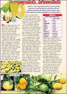Chodavaramnet Battaiah Fruit And Its Vitamins Chart In Telugu